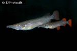 nomorhamphus ebrardtii nomorhamphus ebrardtii