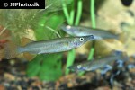nomorhamphus ebrardtii nomorhamphus ebrardtii