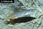 nomorhamphus ebrardtii nomorhamphus ebrardtii