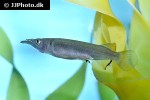 nomorhamphus kolonodalensis nomorhamphus kolonodalensis