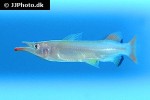nomorhamphus liemi nomorhamphus liemi