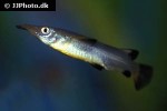 nomorhamphus liemi nomorhamphus liemi