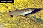 nomorhamphus liemi nomorhamphus liemi