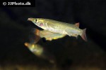 nomorhamphus liemi nomorhamphus liemi