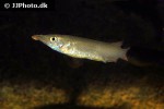 nomorhamphus liemi nomorhamphus liemi