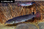 nomorhamphus liemi nomorhamphus liemi