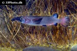 nomorhamphus liemi nomorhamphus liemi