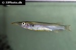 nomorhamphus sagittarius nomorhamphus sagittarius
