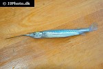 zenarchopterus dispar zenarchopterus dispar