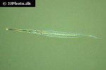 zenarchopterus dispar zenarchopterus dispar