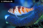 cirrhitichthys falco cirrhitichthys falco