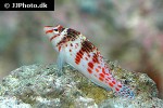 cirrhitichthys falco cirrhitichthys falco