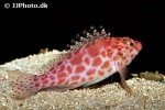 cirrhitichthys oxycephalus cirrhitichthys oxycephalus