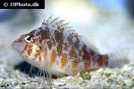 cirrhitichthys oxycephalus cirrhitichthys oxycephalus