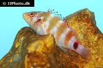 cirrhitops fasciatus cirrhitops fasciatus