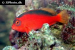 neocirrhites armatus neocirrhites armatus