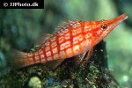 oxycirrhites typus oxycirrhites typus