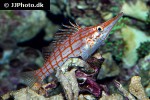 oxycirrhites typus oxycirrhites typus