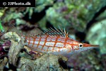 oxycirrhites typus oxycirrhites typus
