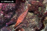 oxycirrhites typus oxycirrhites typus