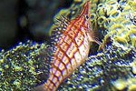 oxycirrhites typus oxycirrhites typus