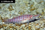 oxycirrhites typus oxycirrhites typus