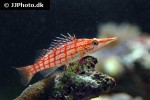oxycirrhites typus oxycirrhites typus