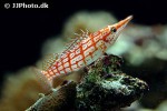 oxycirrhites typus oxycirrhites typus