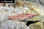 oxycirrhites typus oxycirrhites typus