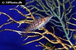 oxycirrhites typus oxycirrhites typus