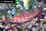 oxycirrhites typus oxycirrhites typus