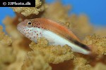 paracirrhites forsteri paracirrhites forsteri