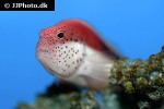 paracirrhites forsteri paracirrhites forsteri