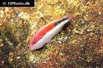 paracirrhites forsteri paracirrhites forsteri