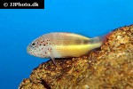 paracirrhites forsteri paracirrhites forsteri