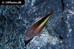 paracirrhites forsteri paracirrhites forsteri