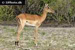 aepyceros melampus impala aepyceros melampus impala