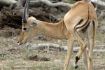 aepyceros melampus impala aepyceros melampus impala