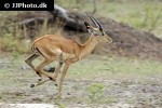 aepyceros melampus impala aepyceros melampus impala