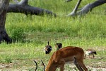 aepyceros melampus impala aepyceros melampus impala