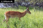aepyceros melampus impala aepyceros melampus impala