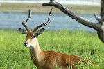 aepyceros melampus impala aepyceros melampus impala