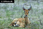 aepyceros melampus impala aepyceros melampus impala