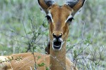 aepyceros melampus impala aepyceros melampus impala