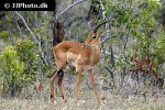 aepyceros melampus impala aepyceros melampus impala