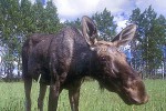alces alces moose alces alces moose