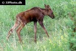 alces alces moose alces alces moose