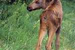 alces alces moose alces alces moose