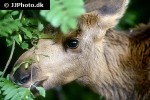 alces alces moose alces alces moose
