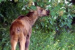 alces alces moose alces alces moose